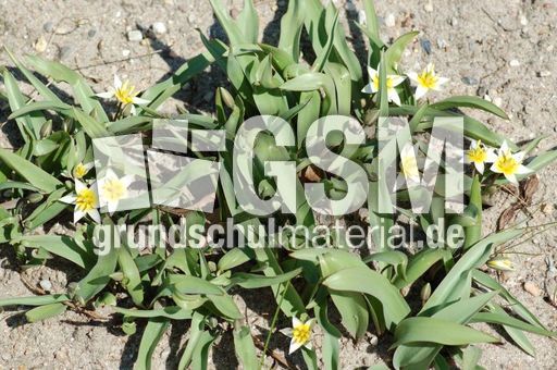 Tulipa-zweiblättrig 03.JPG